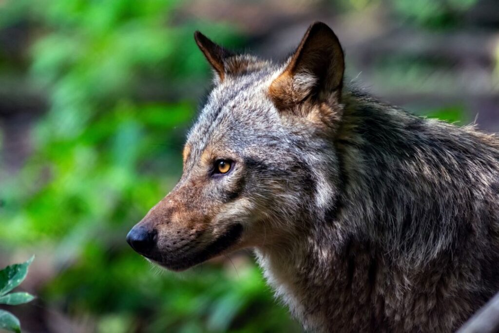 Labrador wolf