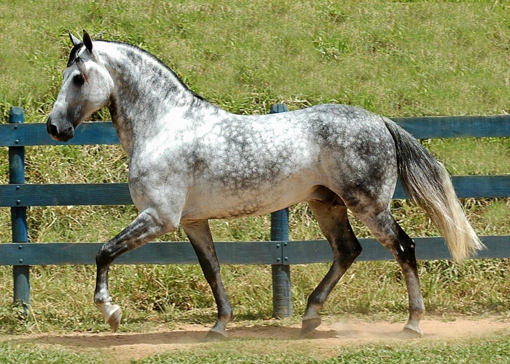 Mangalarga Marchador stallion owned by Quitumba Ranch - Brazil. This horse is the National Grand Champion of the breed in 2002