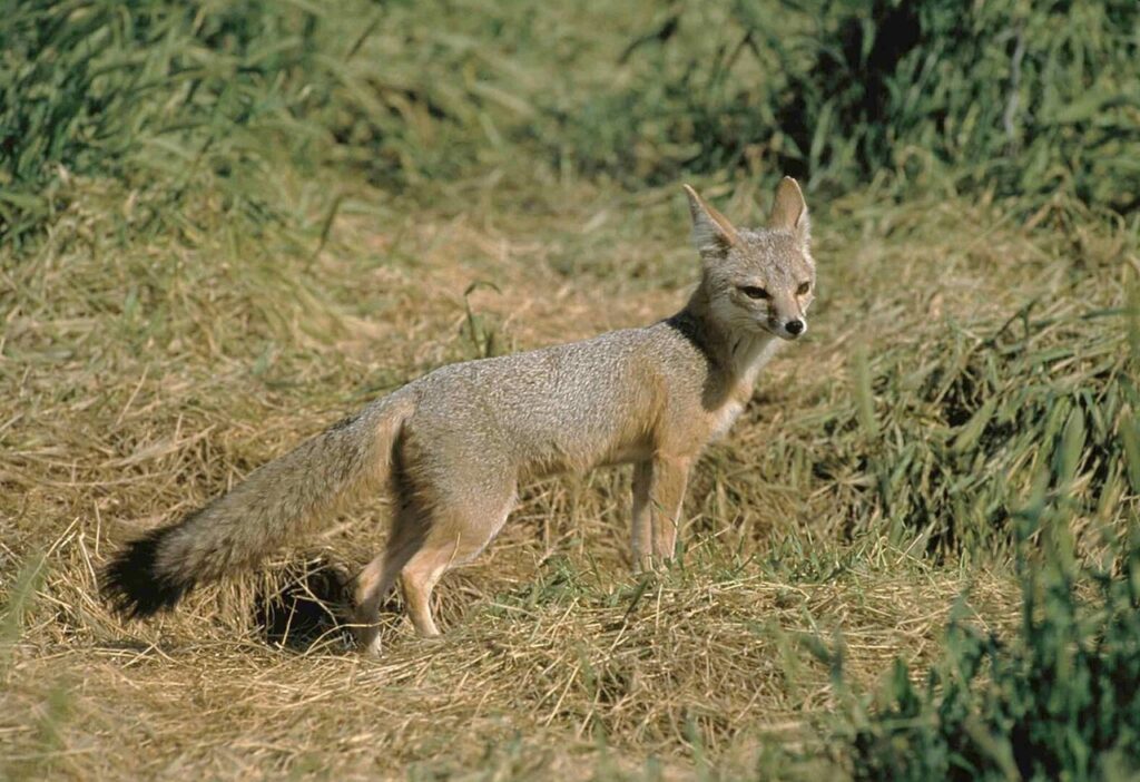 San Joaquin Kit Fox