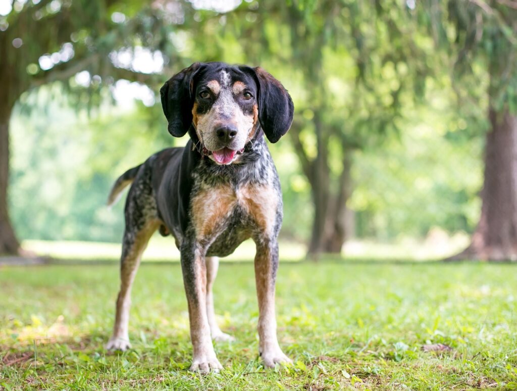 BLUETICK COONHOUND