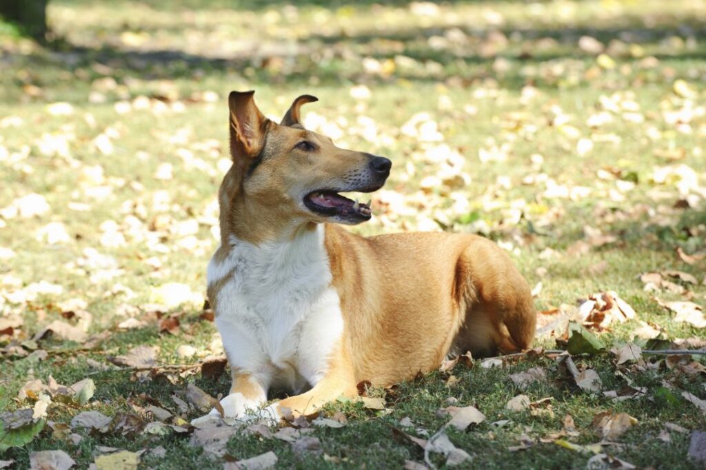 Smooth Collie