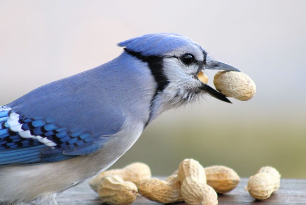 blue jay/bird eating nuts
