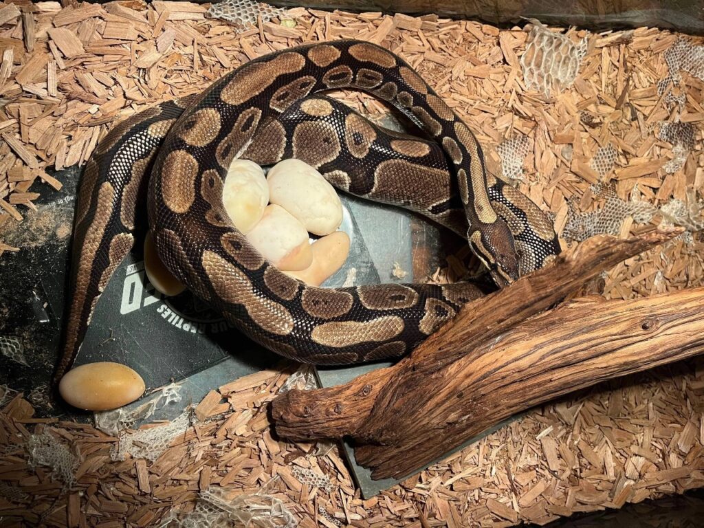 Ball Python Egg
