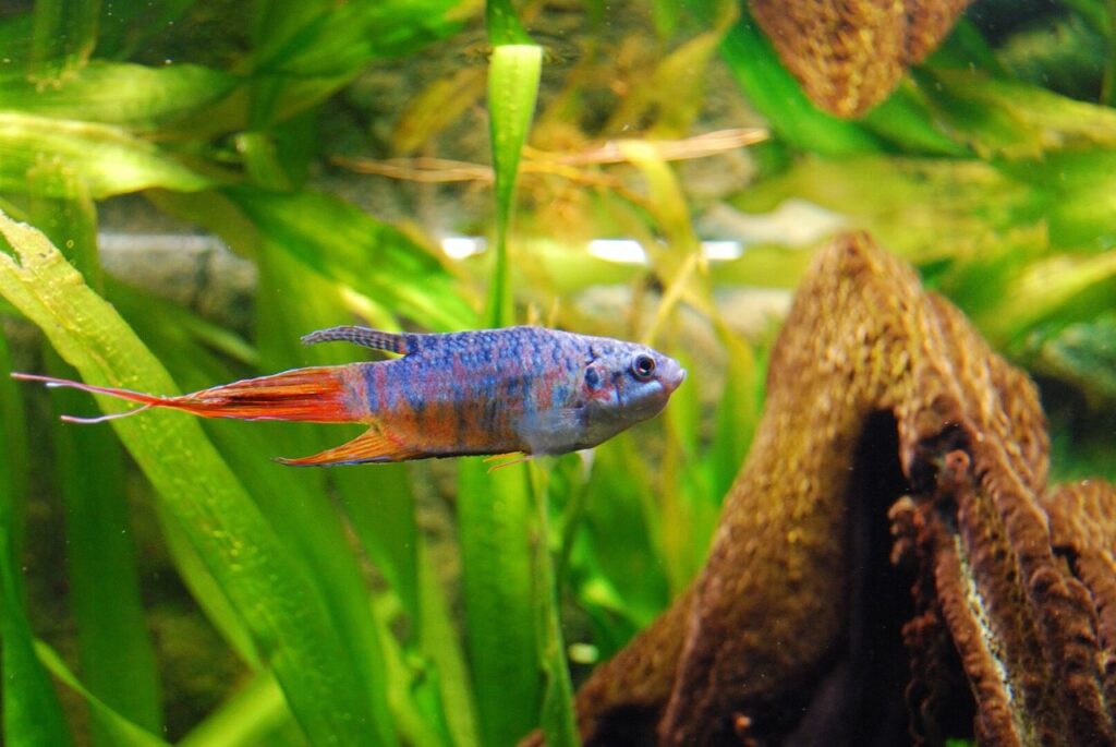 Paradise fish