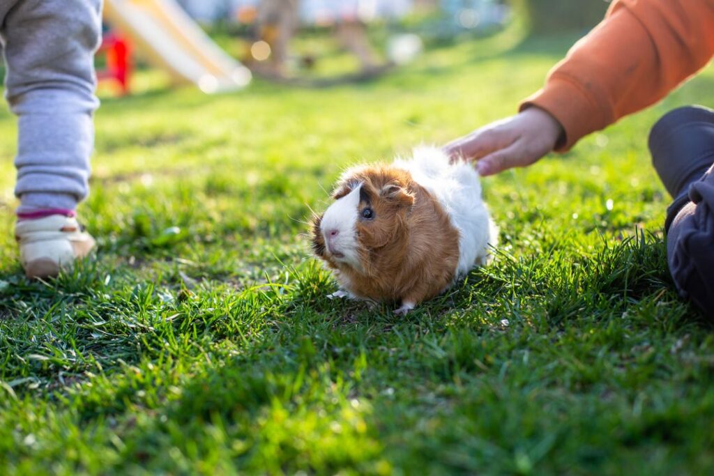Guinea Pig Easy to Handle