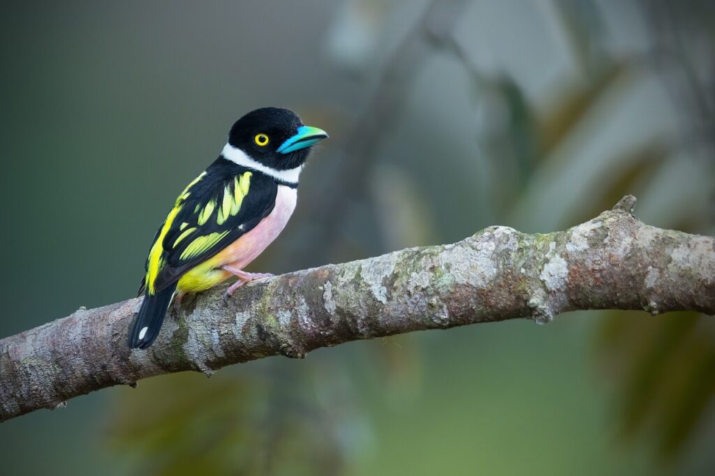 Black-and-yellow broadbill