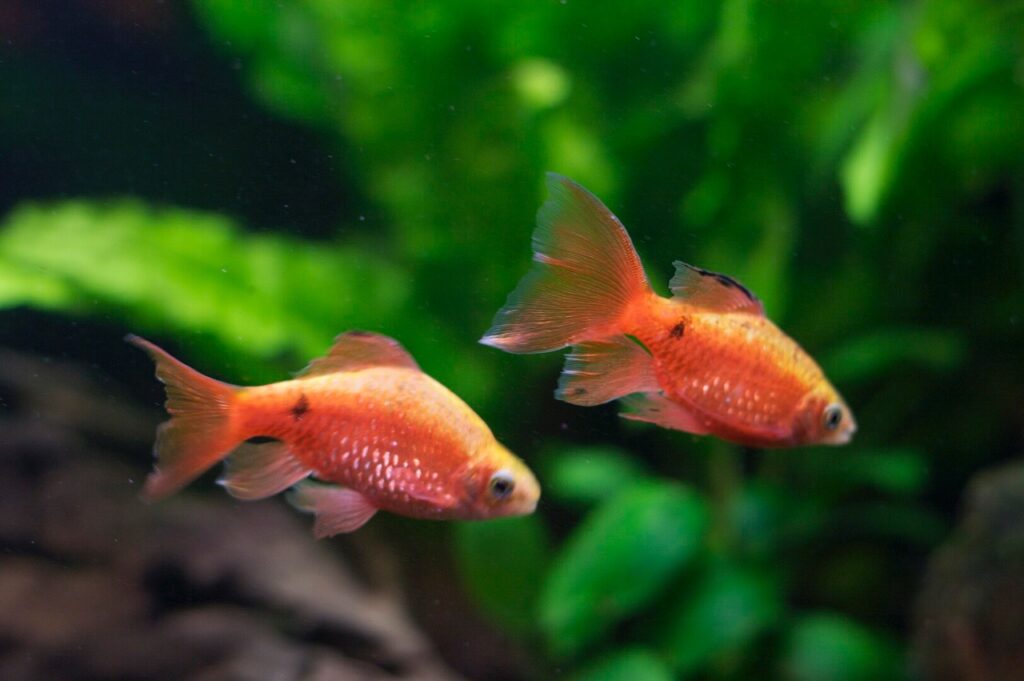 A pair of longfinned rosy barbs.