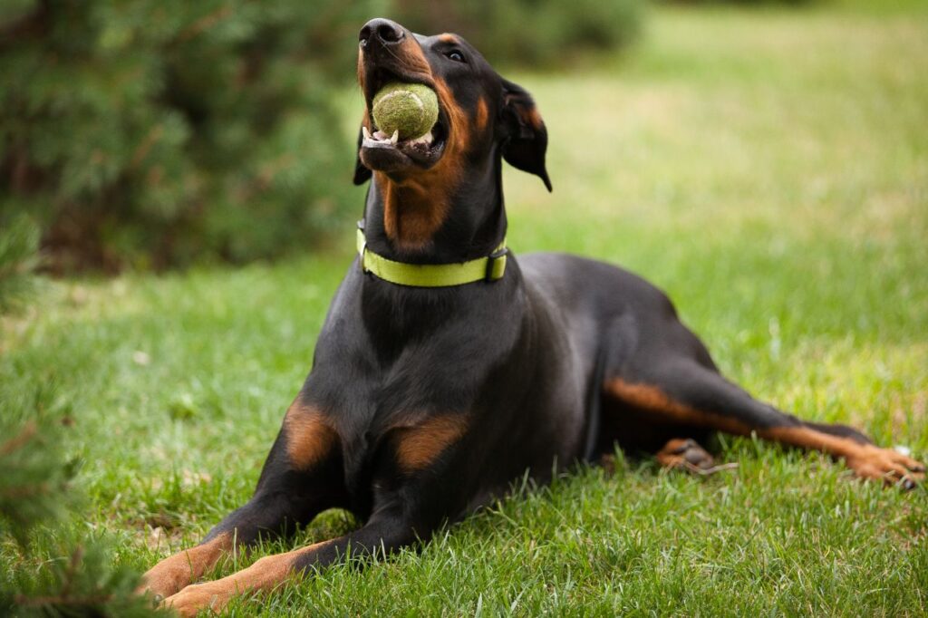dobermann with toy in mouth