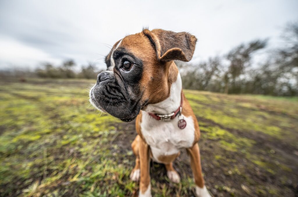 boxer