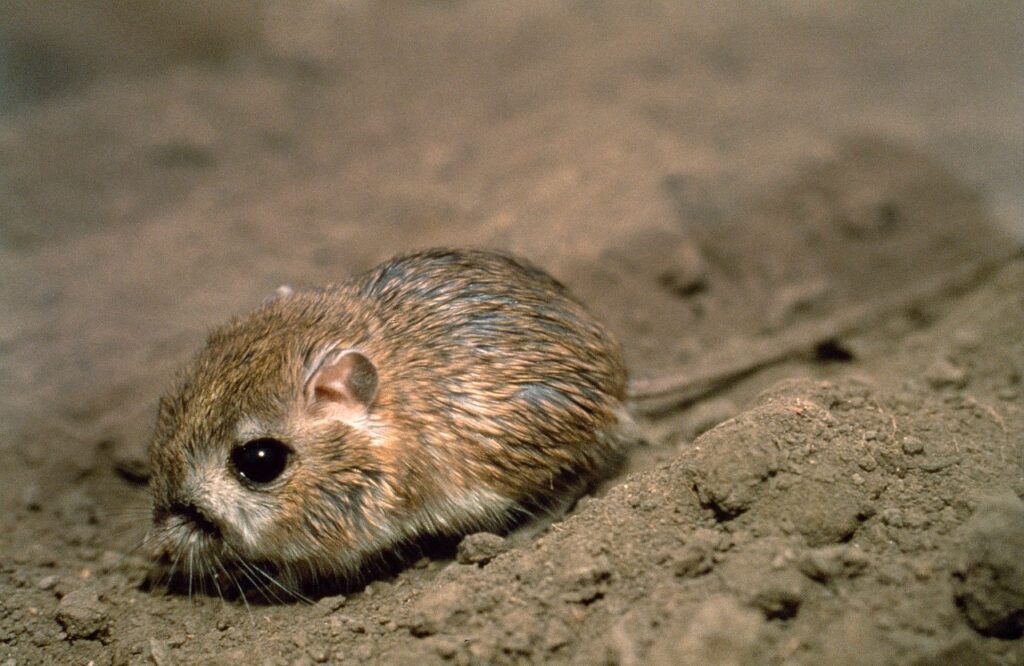 Kangaroo rat