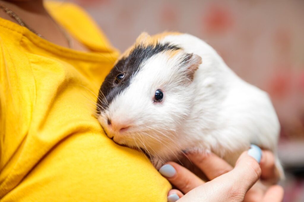 Guinea Pig Freindly Nature