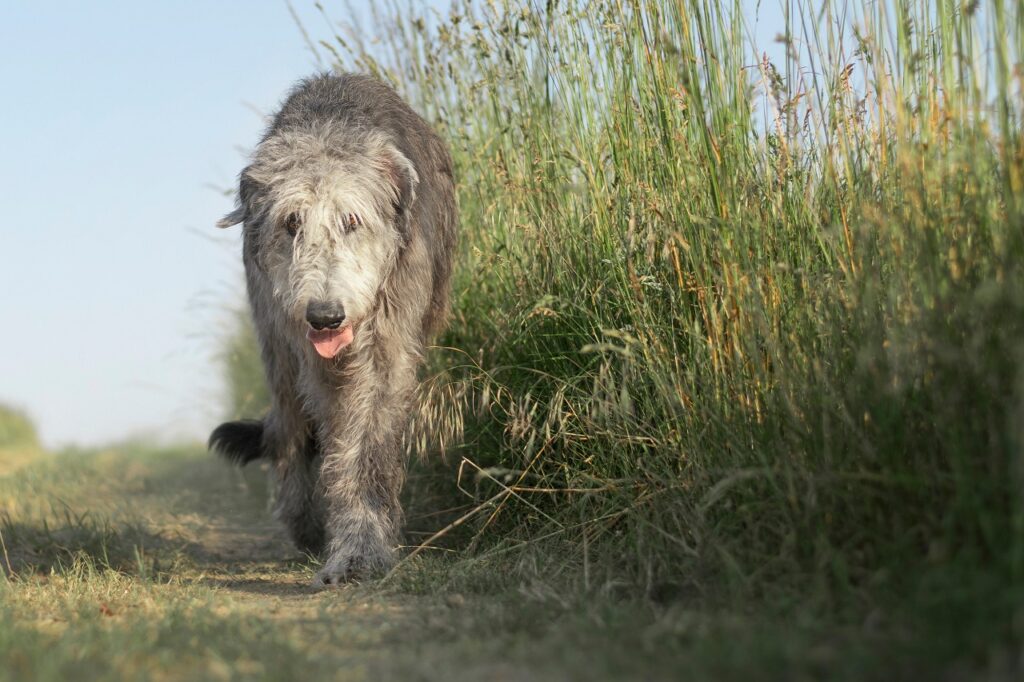 irish wolfhound