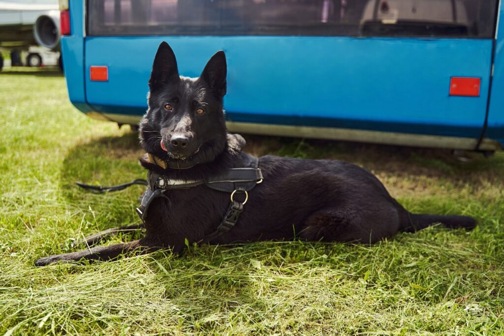 norwegian elkhound