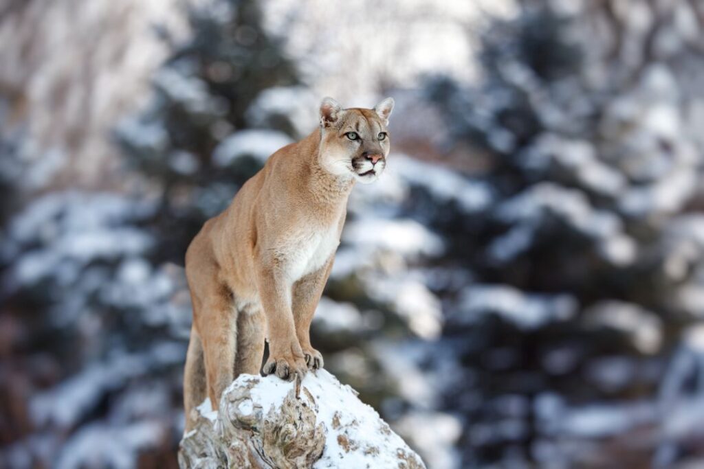 Mountain Lion