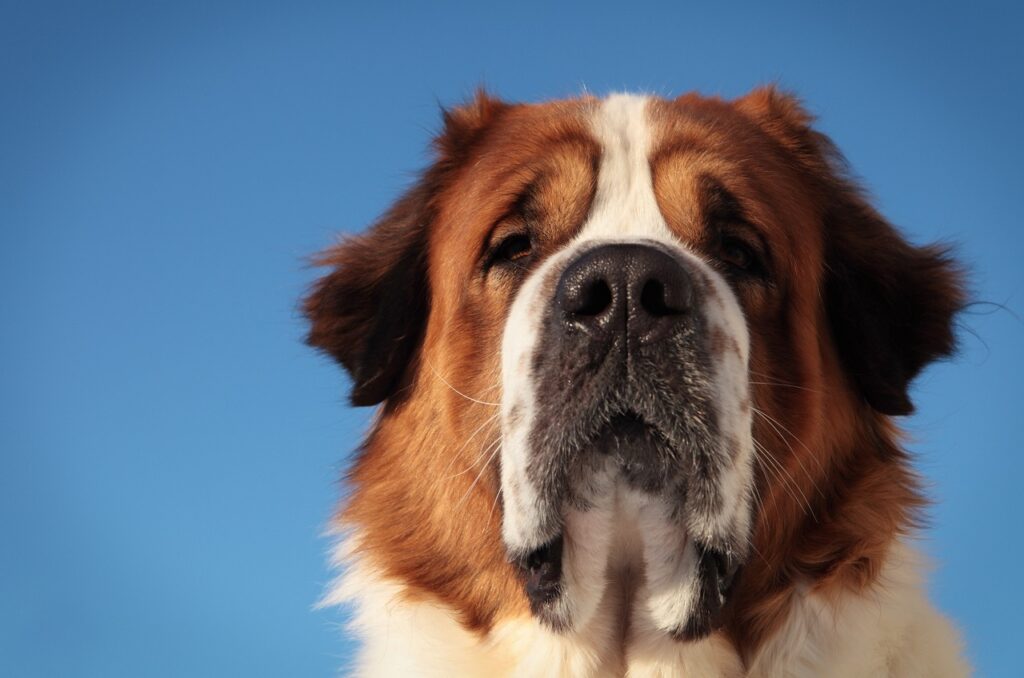 saint bernard