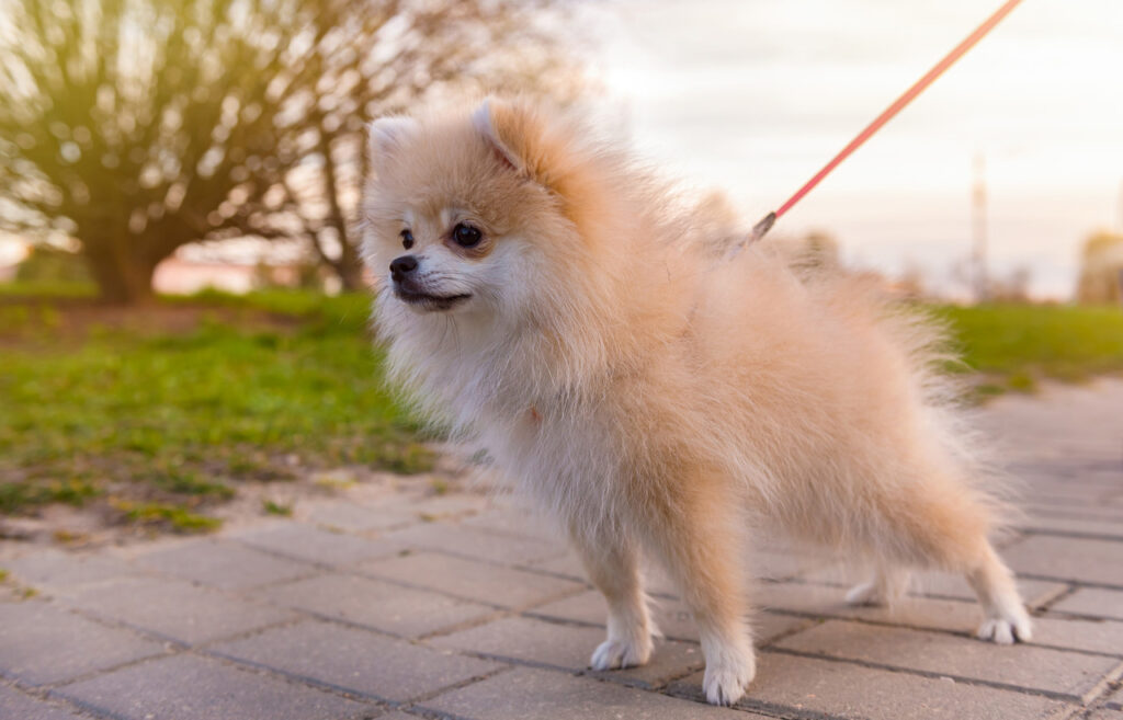 Pomeranian Dog