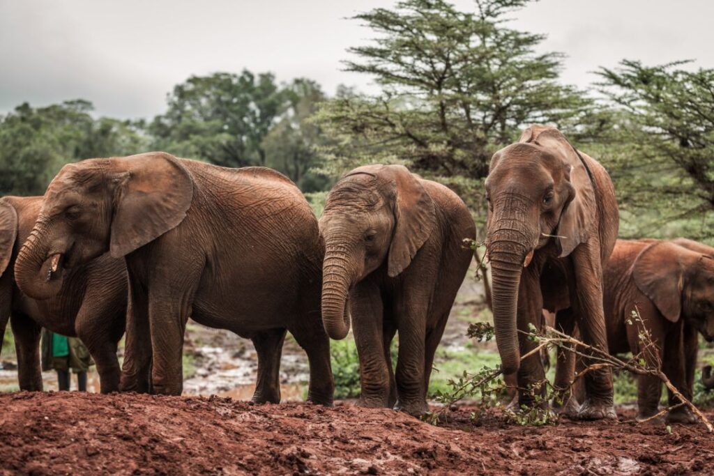 12 Incredible Facts About Elephants That Will Touch Your Heart