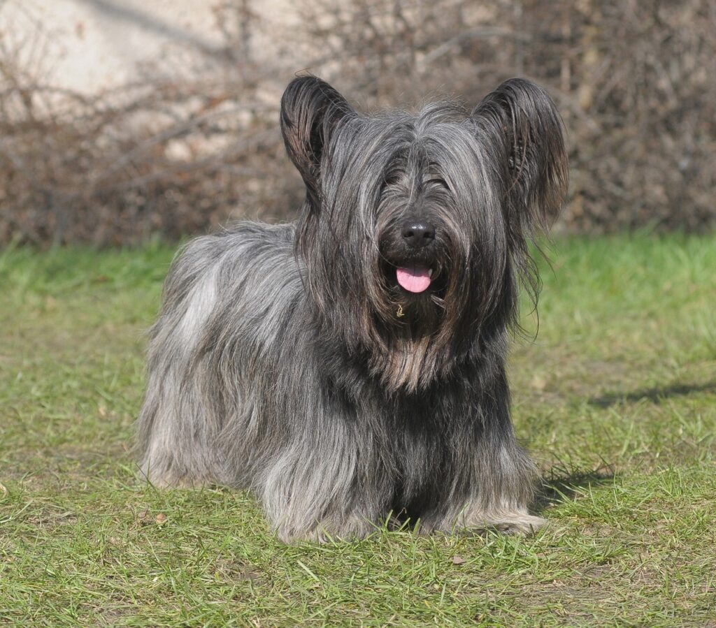 skye terrier