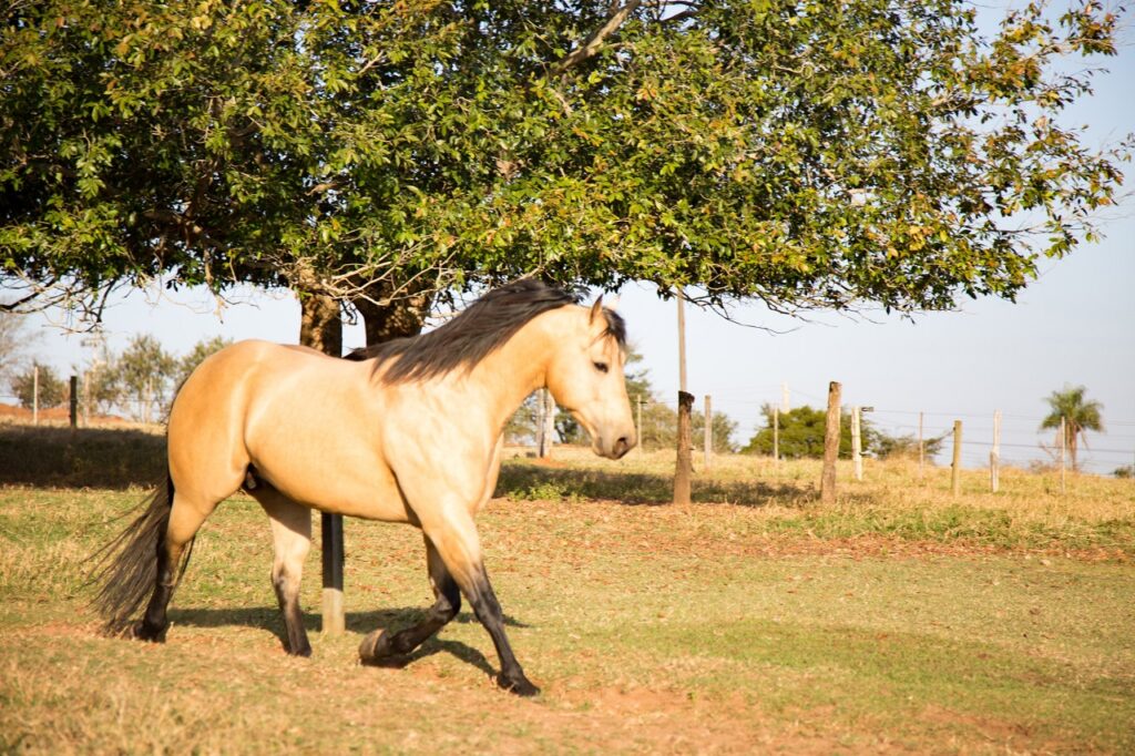 AMERICAN QUARTER HORSE
