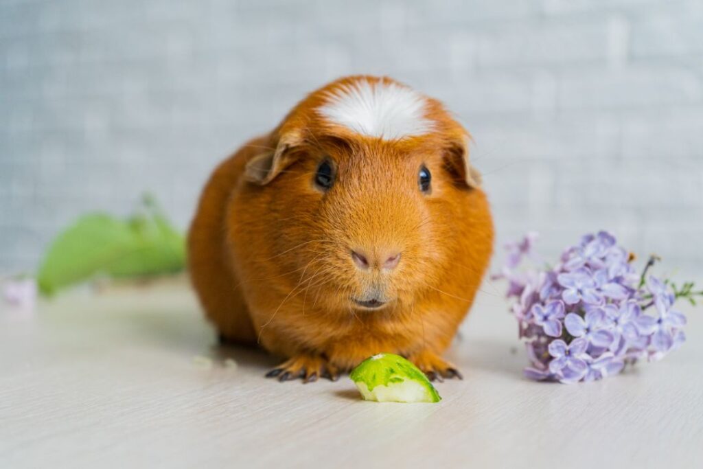 Guinea pig eating treat
