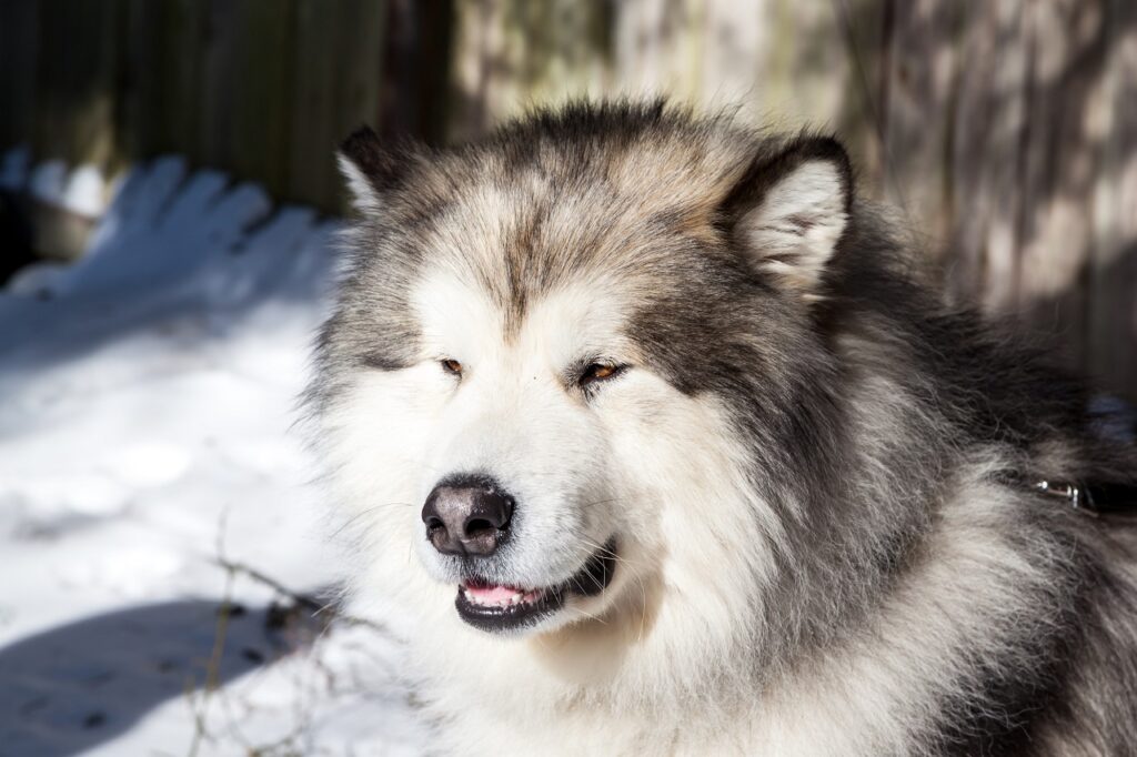 alaskan-malamute