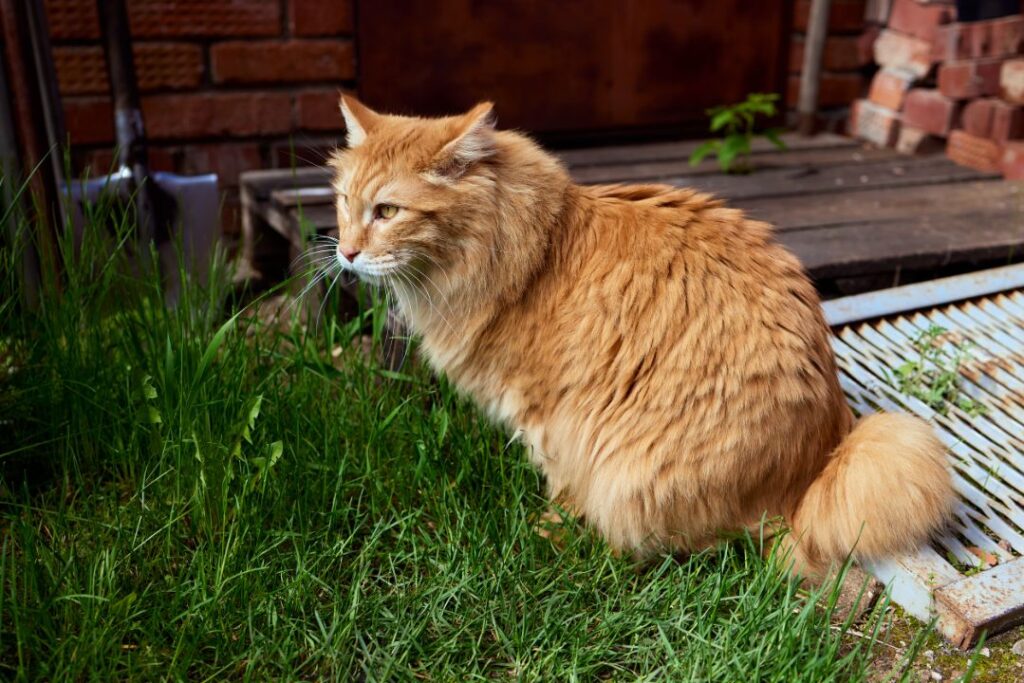 12 Protective Cat Breeds That Can Guard Your Home (At Least They Will Try)