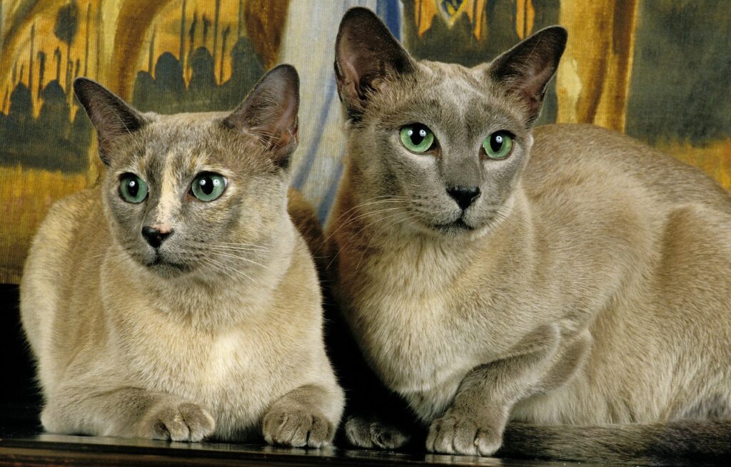 TONKINESE CAT