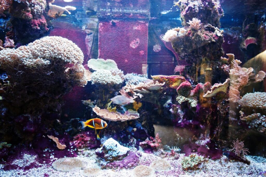 Aquarium Overfeeding