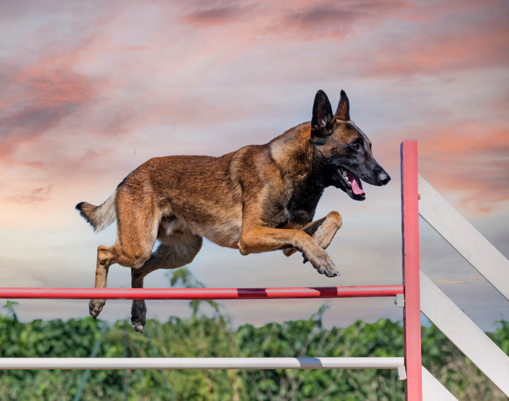 Belgian Malinois