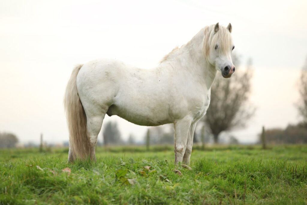 Welsh Pony