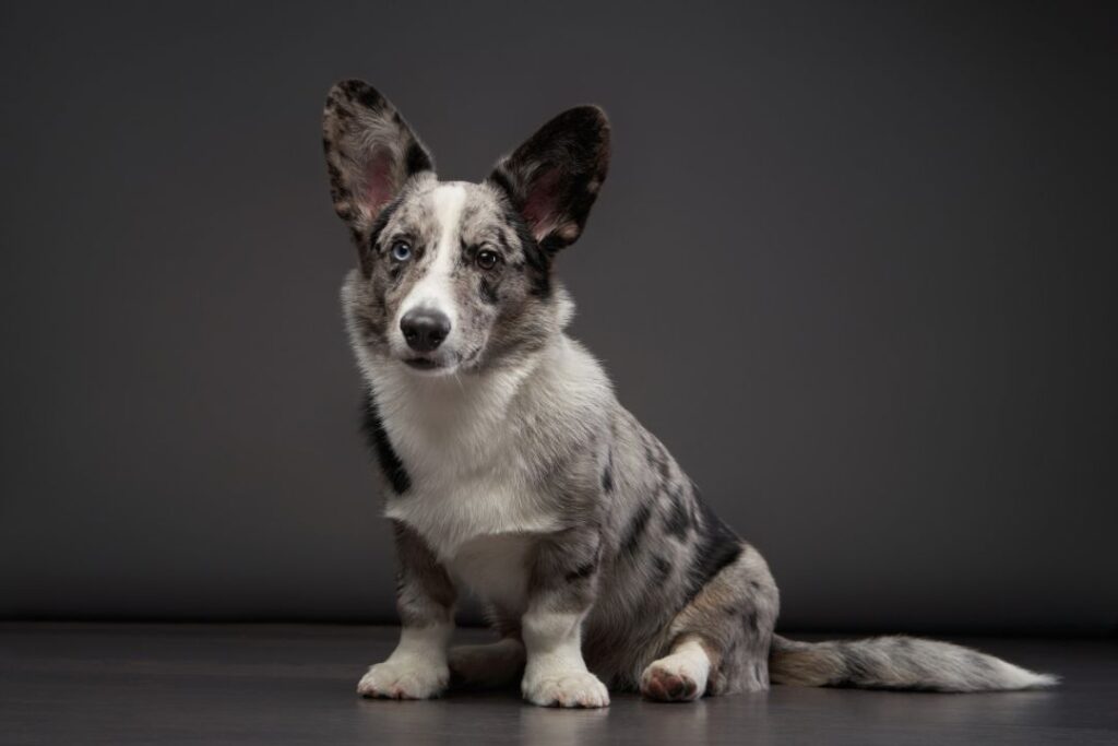 Cardigan Welsh Corgi