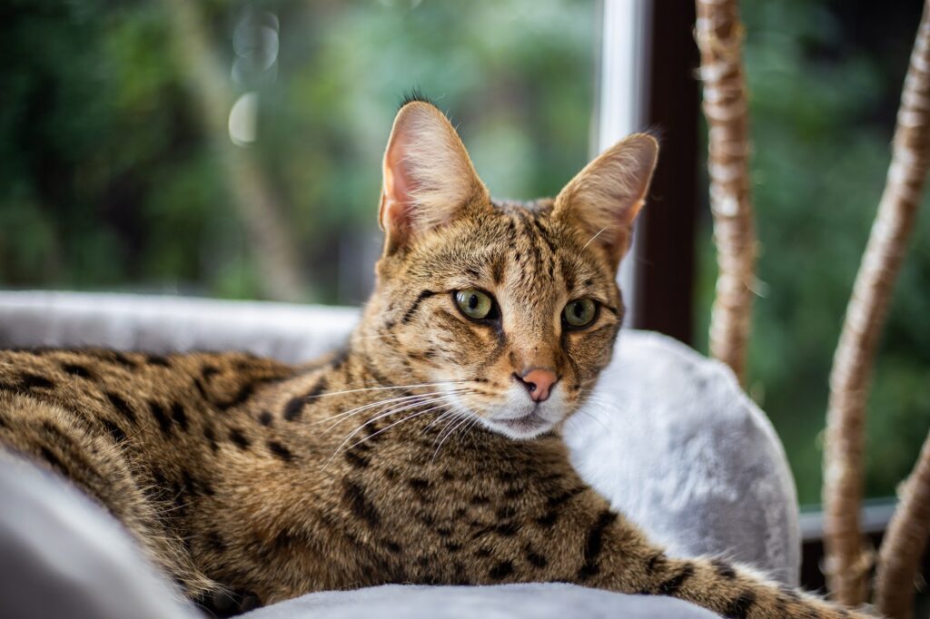SAVANNAH CAT
