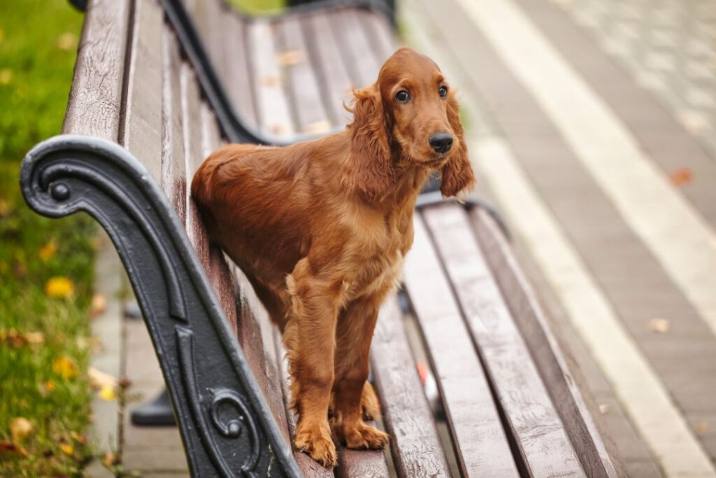 Irish Setter