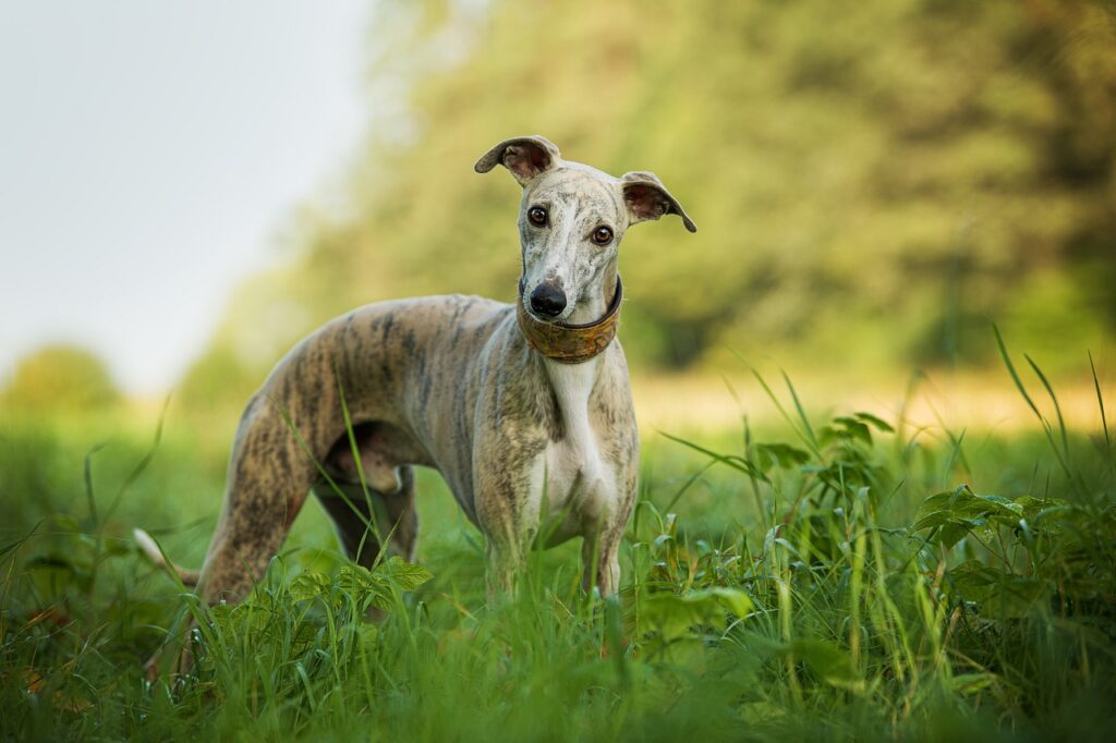 whippet