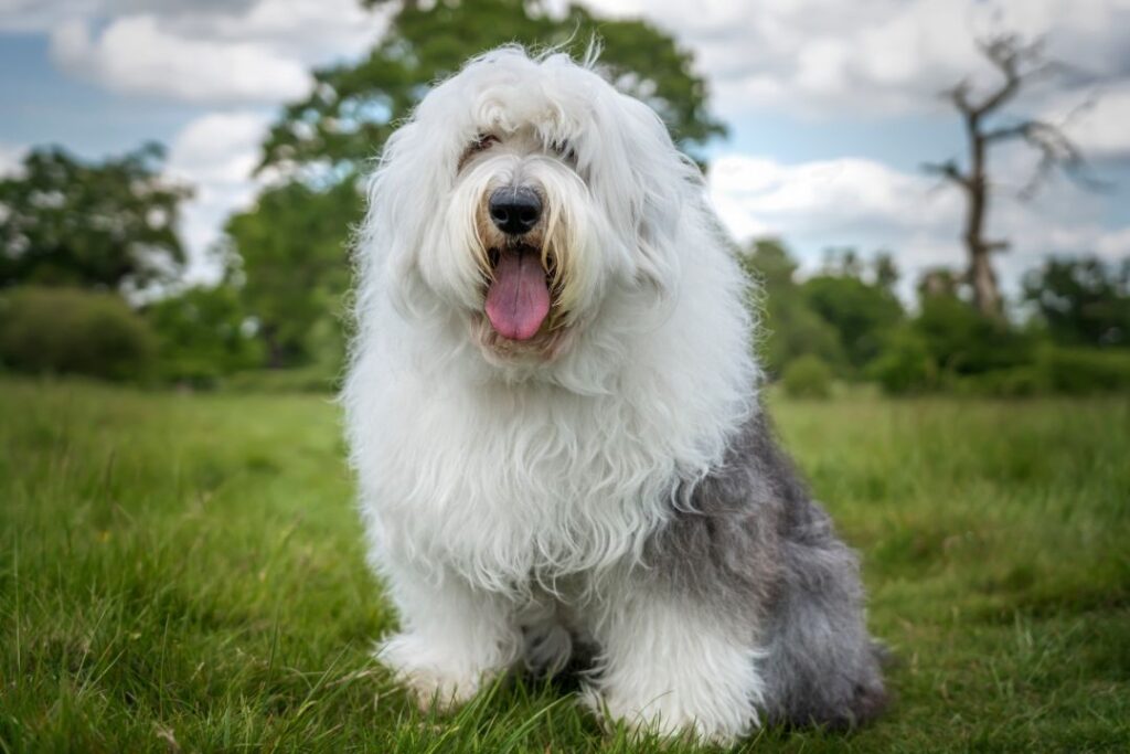 Old English Sheepdog