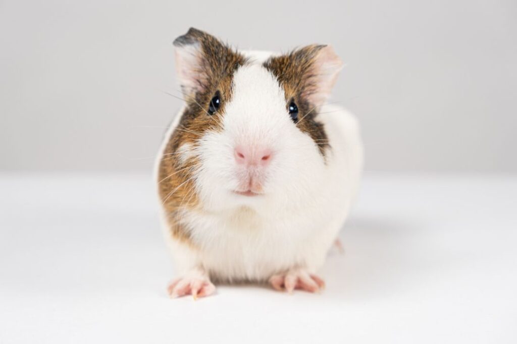 Stressed guinea pig