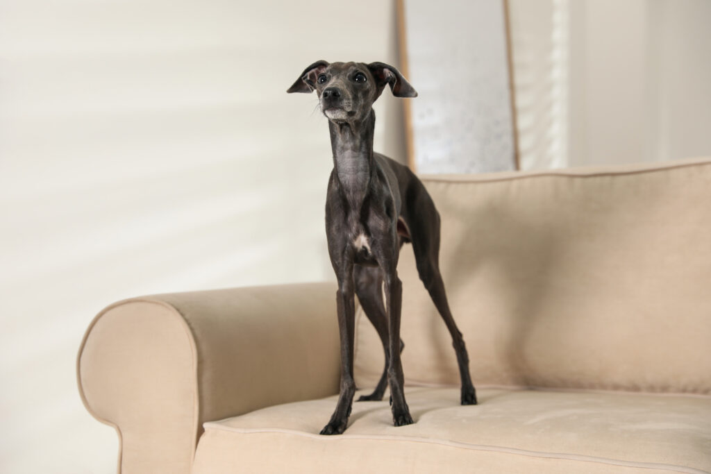 italian greyhound