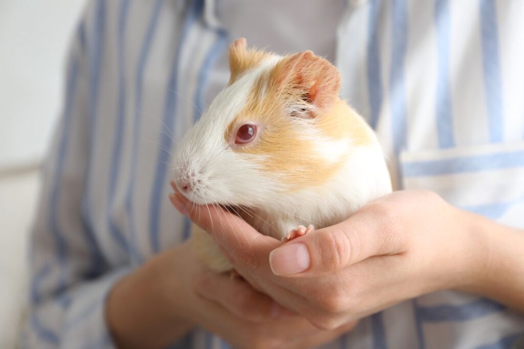 Guinea Pig Teaches Resposibility