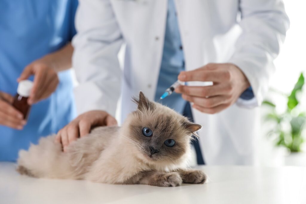 birman cat