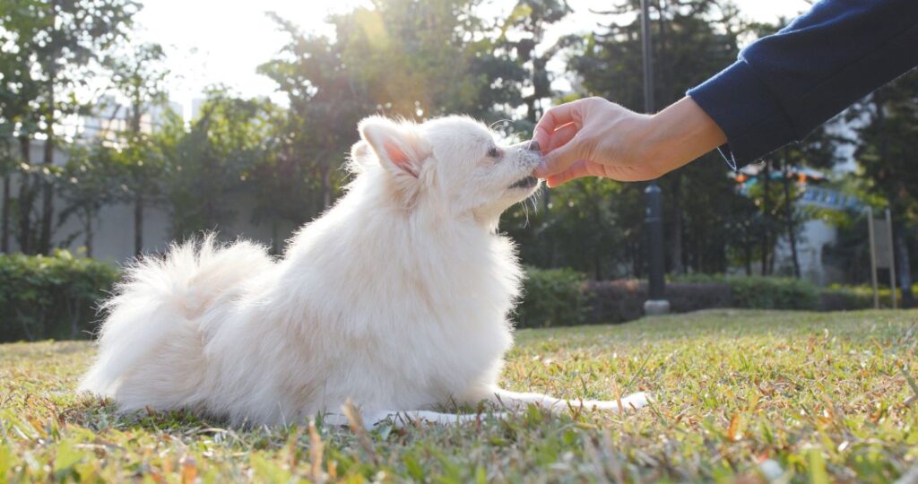 dog hand feeding