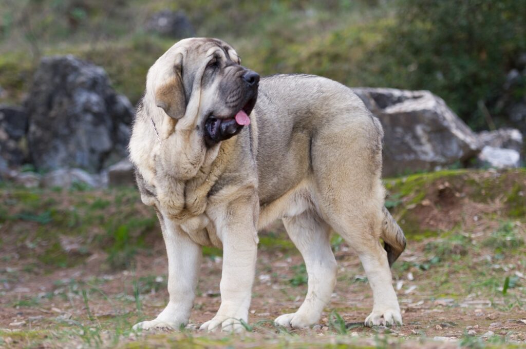 spanish mastiff