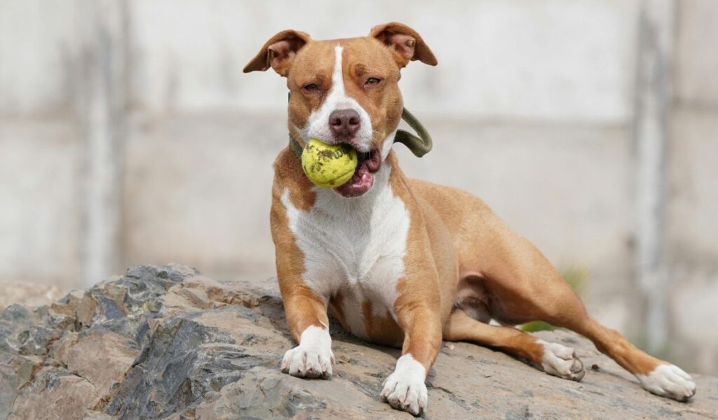 Playful American Staffordshire Terrier with a ball.