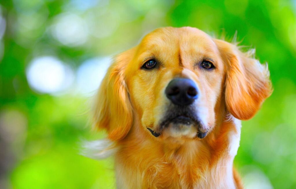 Golden Retriever with floppy ears.