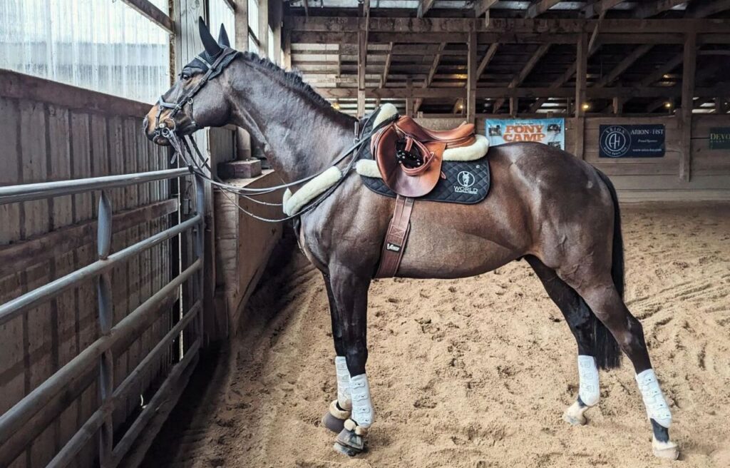 A saddled Thoroughbred horse