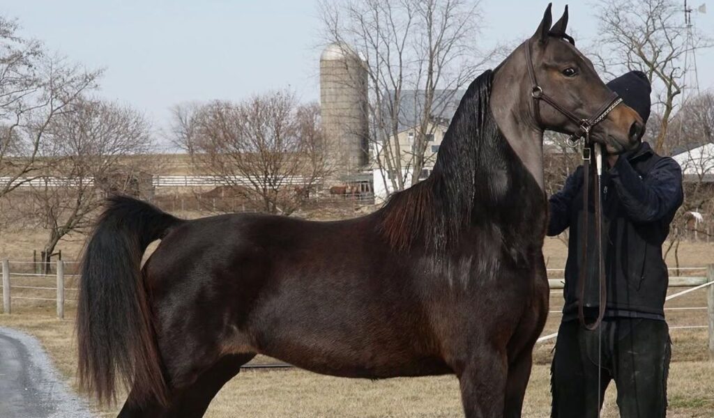 A handler holding a Morgan horse in a rural setting.