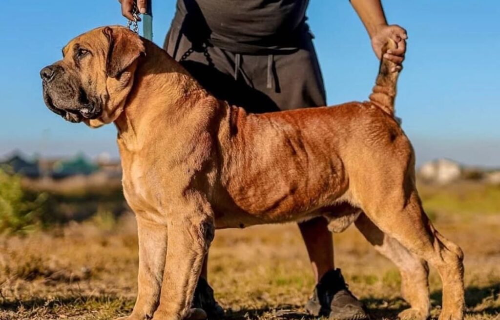 A Boerboel dog standing outdoors with a handler holding its tail.