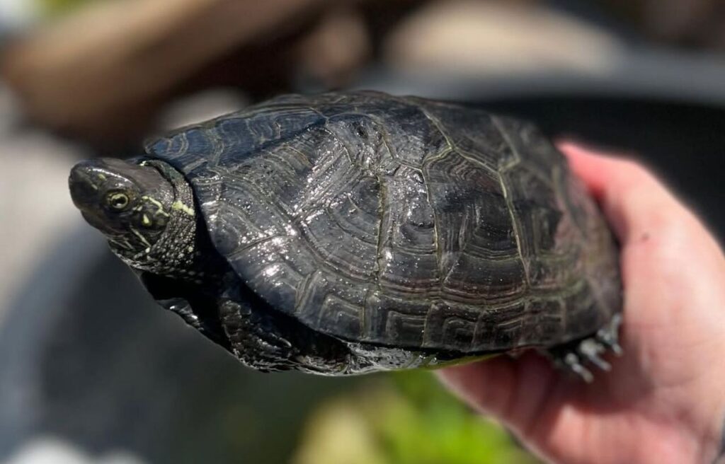 Person holding a Reeves’ turtle with visible head and shell pattern.