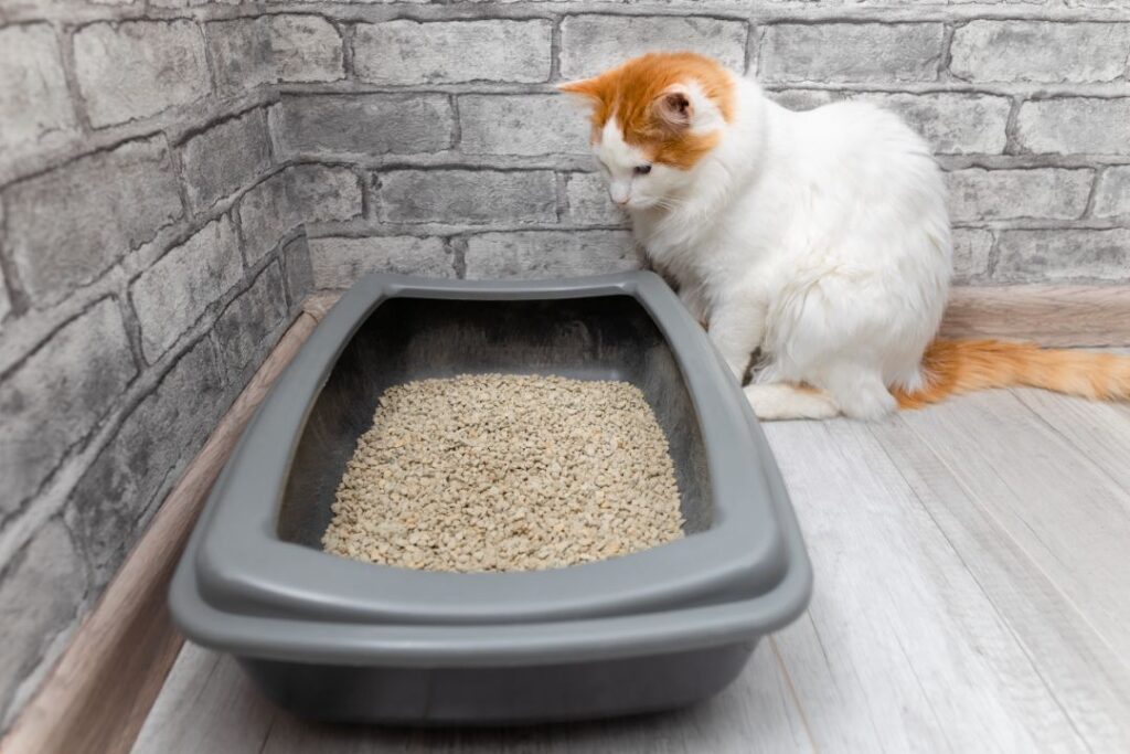 Changes in Litter Box Behavior