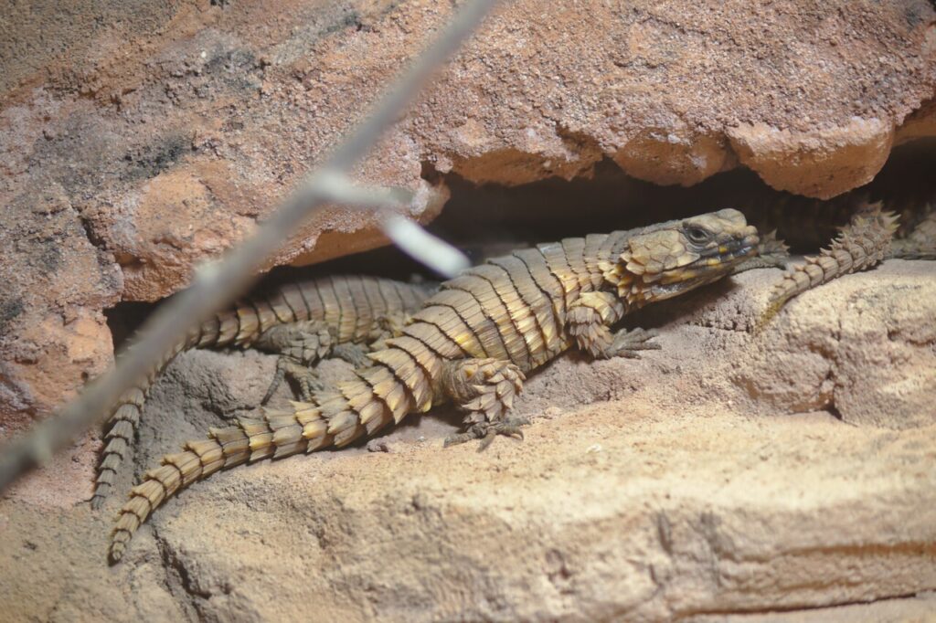 armadillo lizard