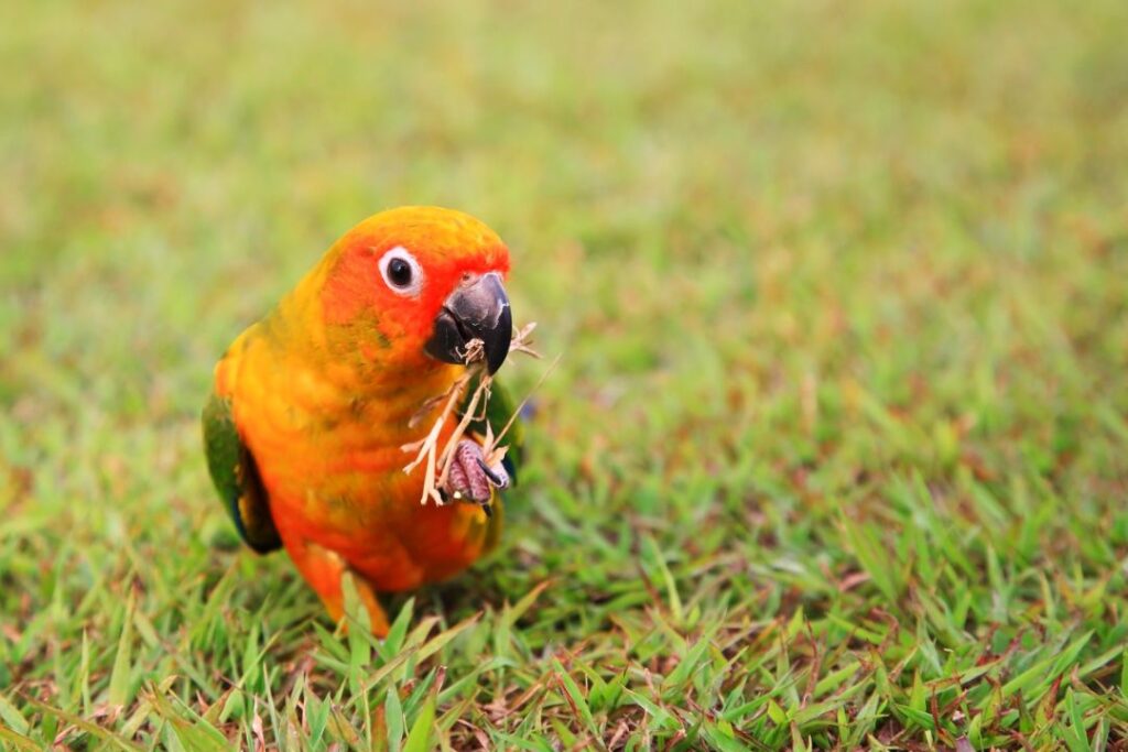 bird eating dry herb